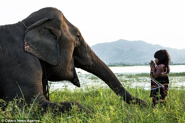 越南小女孩与她的超级宠物大象