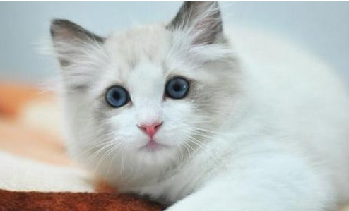 布偶猫品种简介