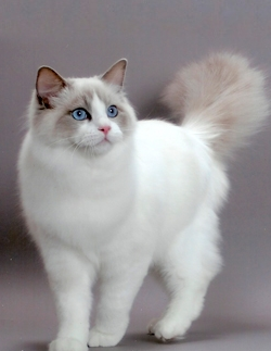 布偶猫(ragdoll)cfa标准
