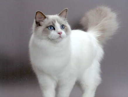 如何选布偶猫的品相 20160725091514_113.png