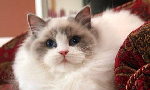 猫咪怎么画简单又可爱布偶猫 20160727075116_75.png