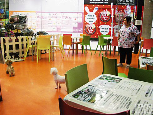 香港宠物餐厅人畜共餐