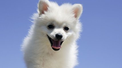 宠物医生专业培训不足15% 宠物行业人才匮乏 