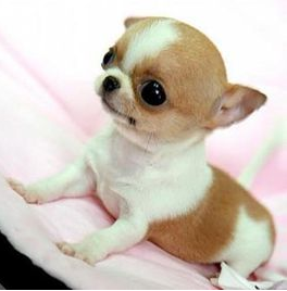 袖珍狗吉娃娃介绍